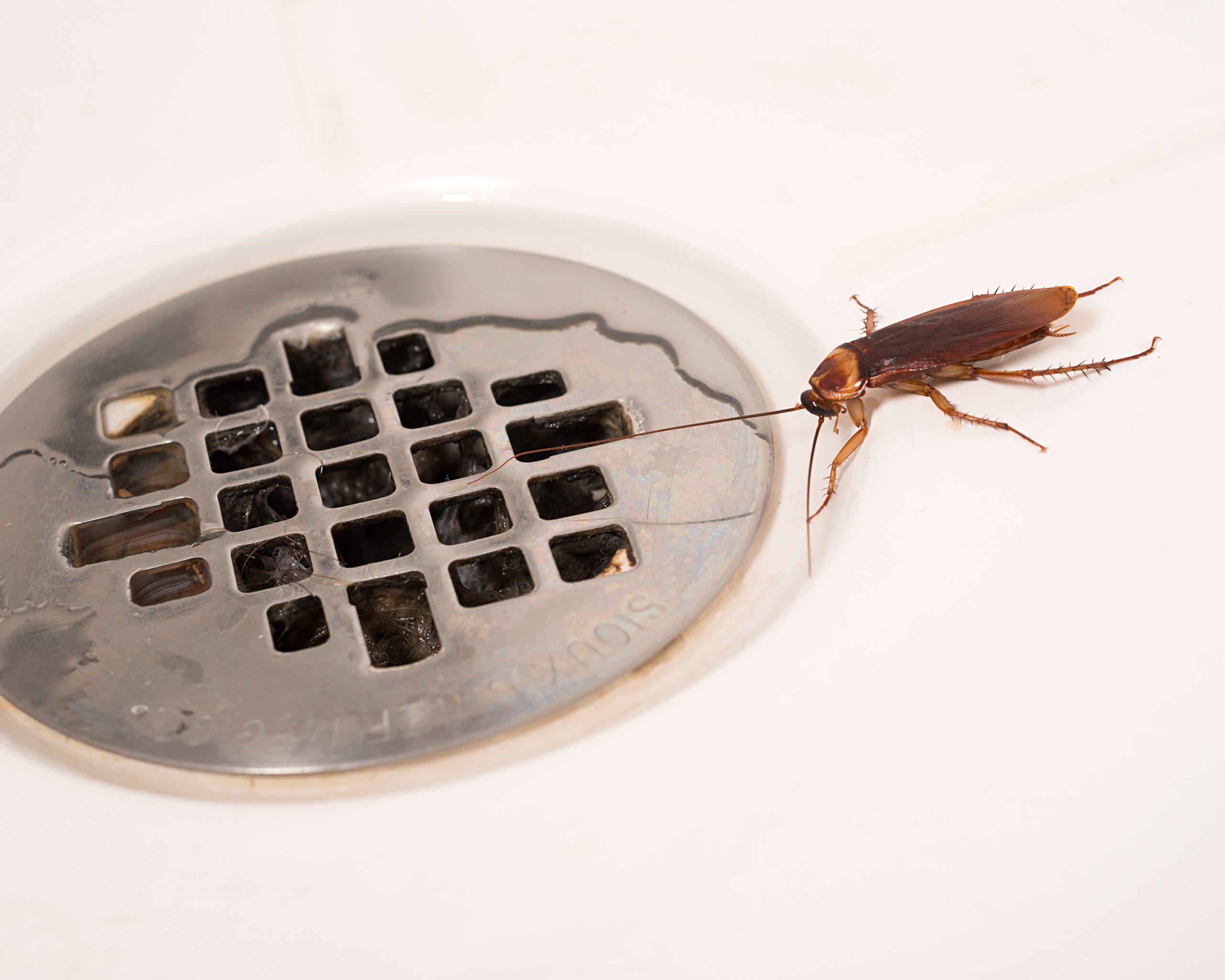 american-cockroach-in-shower-bug_BnR